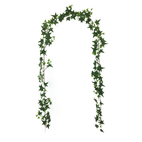 2 Caña Miv-Leafed