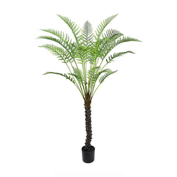 Árbol de helecho falso en maceta