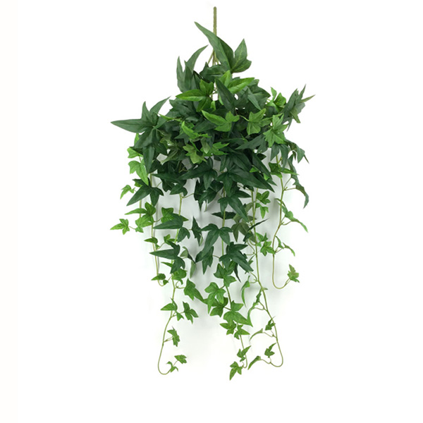 Planta Colgante Manojo De Batata Americana De Hoja
