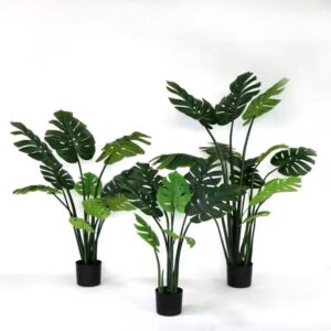 monstera