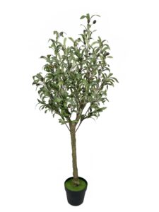 olive tree